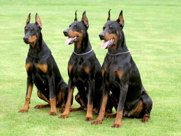 Where to Buy a Protection Dog Why US Families Should Choose a U S Based Company