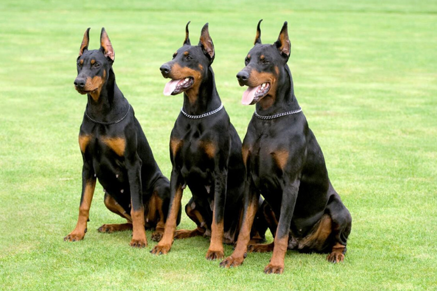 Where to Buy a Protection Dog Why US Families Should Choose a U S Based Company